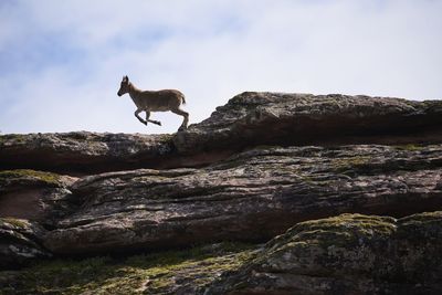 Low angle view of a horse on rock