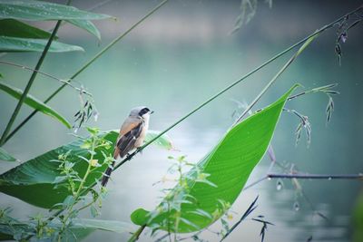 Bird perching on a plant