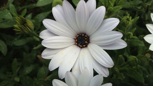 Close-up of white flower