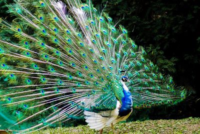 Close-up of peacock