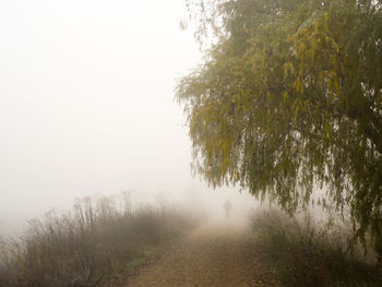 Trees by footpath against sky