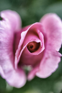 Close-up of pink flower blooming outdoors