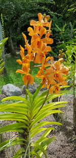 Close-up of orange flowers blooming in field