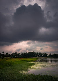 Scenic view of field against sky
