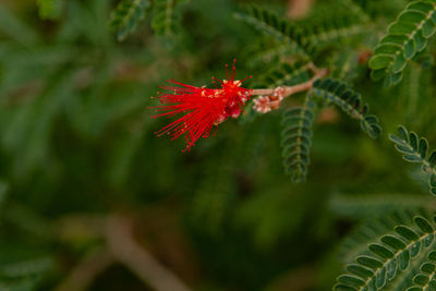 Close-up of red flower on plant