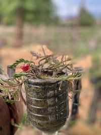 Close-up of cactus plant growing on field