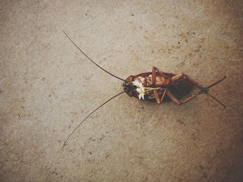 Directly above shot of dead cockroach with flower on floor