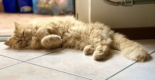 Cat sleeping on floor at home