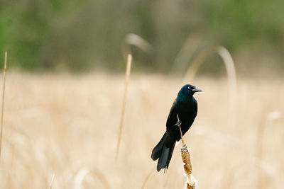 Portrait of a grackle perched on a cattail reed in a minnesota pond