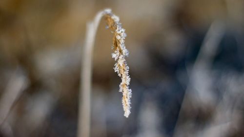 Close-up of plants against blurred background