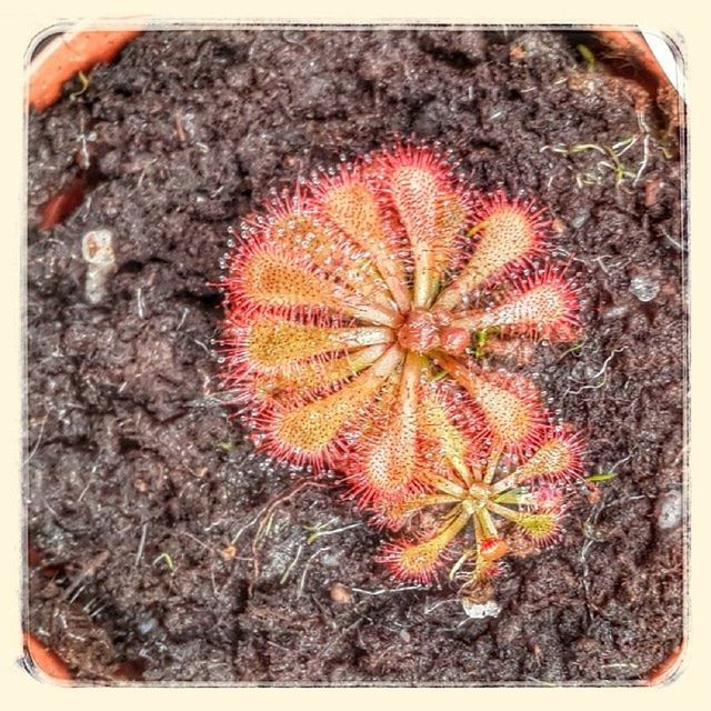 transfer print, auto post production filter, close-up, high angle view, textured, nature, flower, red, natural pattern, directly above, no people, beauty in nature, fragility, pattern, growth, cactus, outdoors, ground, day, freshness