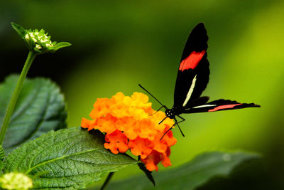 Close-up of butterfly pollinating on flower