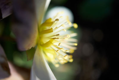 Close-up of white flowering plant