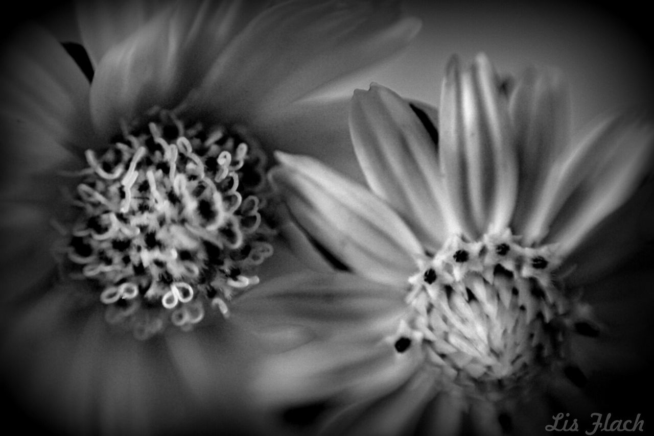 flower, freshness, petal, flower head, fragility, beauty in nature, close-up, growth, pollen, nature, stamen, blooming, full frame, selective focus, in bloom, single flower, macro, blossom, plant, white color