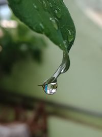 Close-up of wet plant