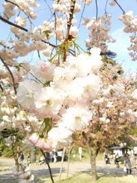 Cherry blossoms in spring