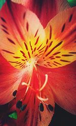 Close-up of red flower