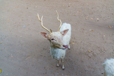 High angle portrait of deer standing on land