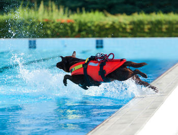 Lifeguard dog, rescue demonstration with the dogs in swimming pool.