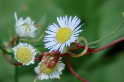 Close-up of white flowering plant