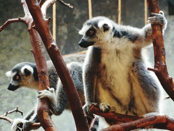 Close-up of animal in zoo