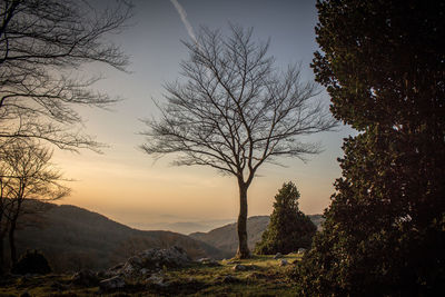 Silhouette trees on landscape against sky at sunset