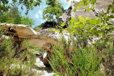 Scenic view of river amidst trees in forest