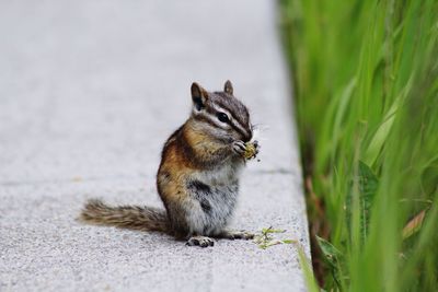 Squirrel sitting in a grass