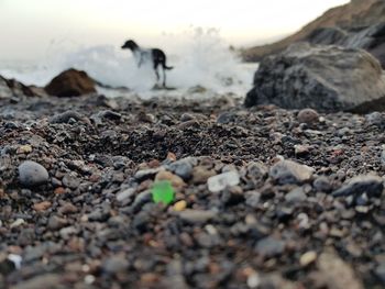 Surface level of rocks on shore