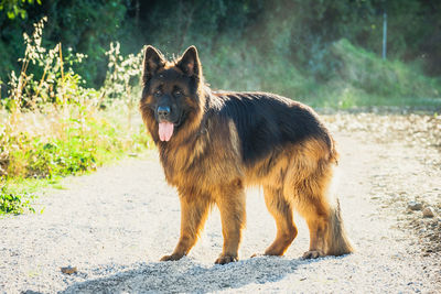 Portrait of a dog on field