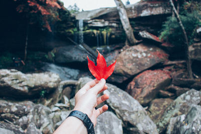 Close-up of hand holding maple leaf on rock