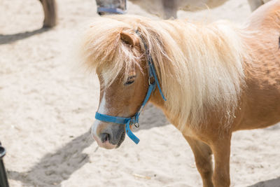 Close-up of horse on field