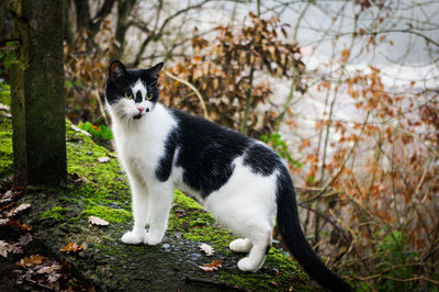 Cat sitting on grass