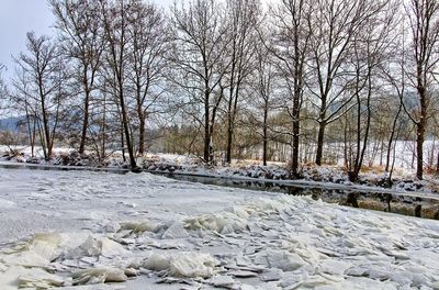 Bare trees on snow covered land