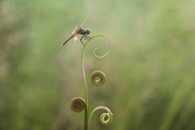 All about story of dragonflies