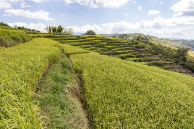 Scenic view of agricultural field against sky