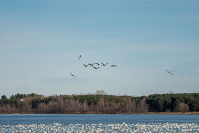 Flock of geese flying