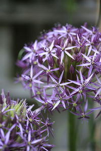 Close-up of plant head