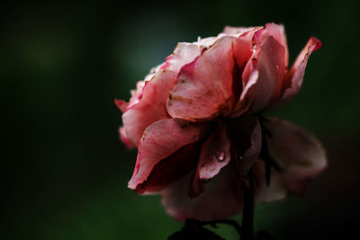 Close-up of pink flower