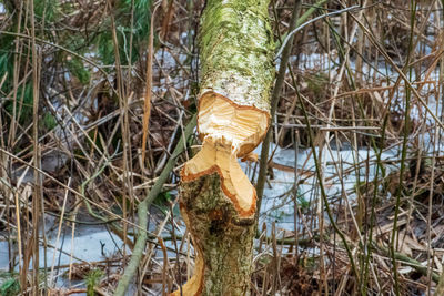 Close-up of mushrooms growing on tree trunk in forest