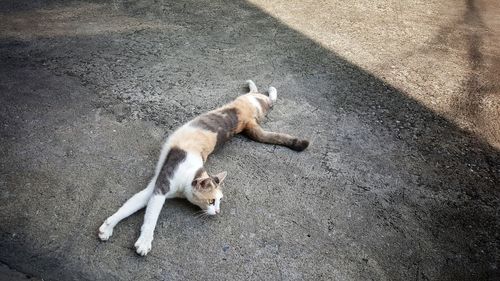 High angle view of cat lying on road