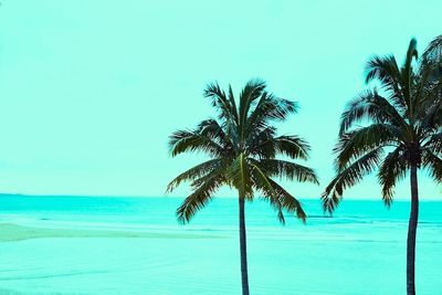 Palm trees on beach