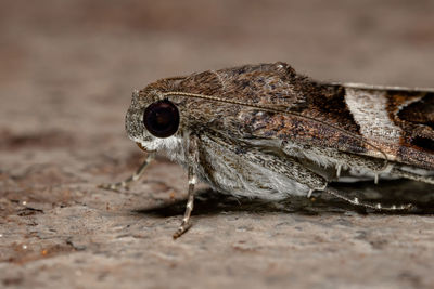 Close-up of butterfly