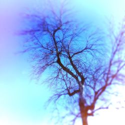 branch