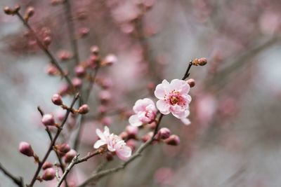 Close-up of cherry blossoms