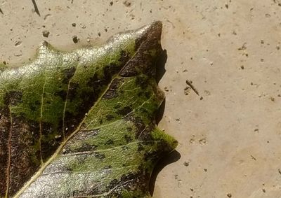 Close-up of lizard on sand