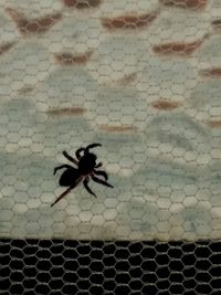 Close-up of bee on brick wall