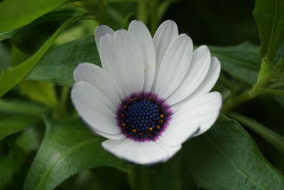 Close-up of flower blooming outdoors