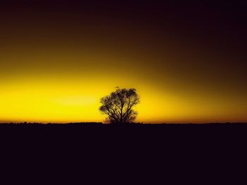 Silhouette of tree at sunset