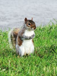 Squirrel sitting on grass